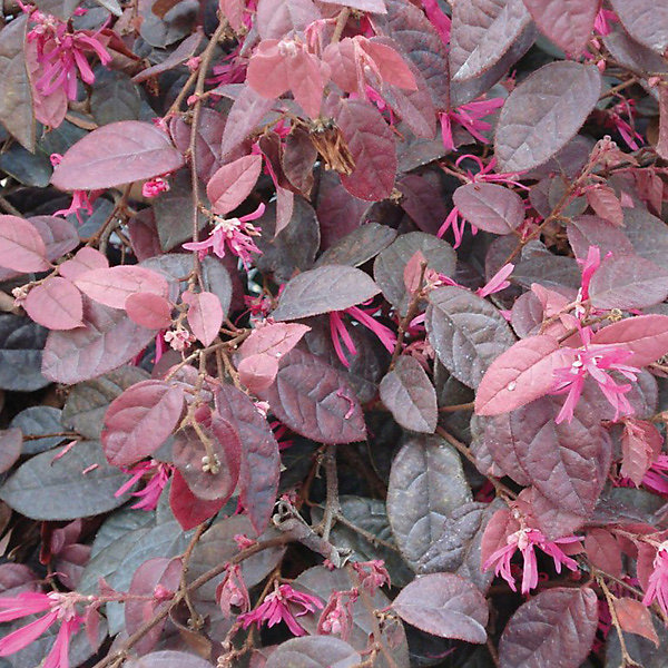 2 x Loropetalum chinense - Loropetalum chinensis 'Fire Dance'- 20-25 cm pot