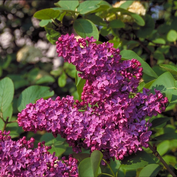Pflanze »Syringa vulgaris«, Andenken an Ludwig Späth, violett