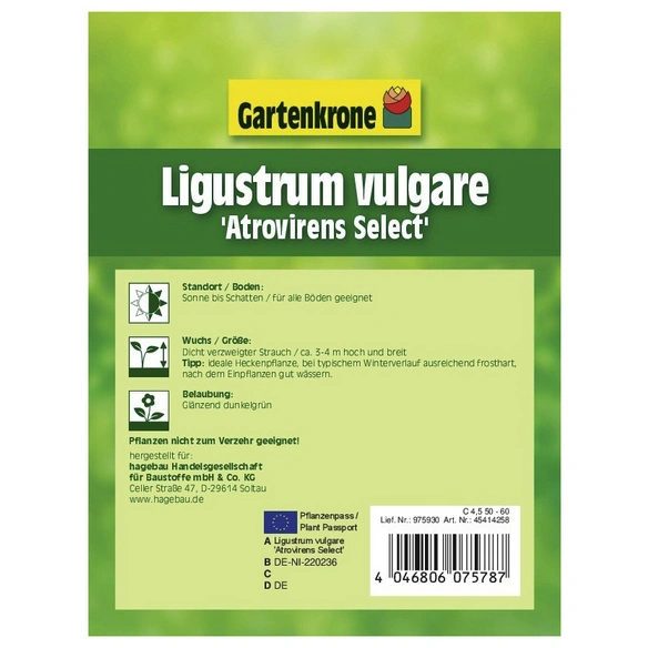 Liguster, Ligustrum vulgare »Atrovirens Select«, Blätter: grün, Blüten: weiß