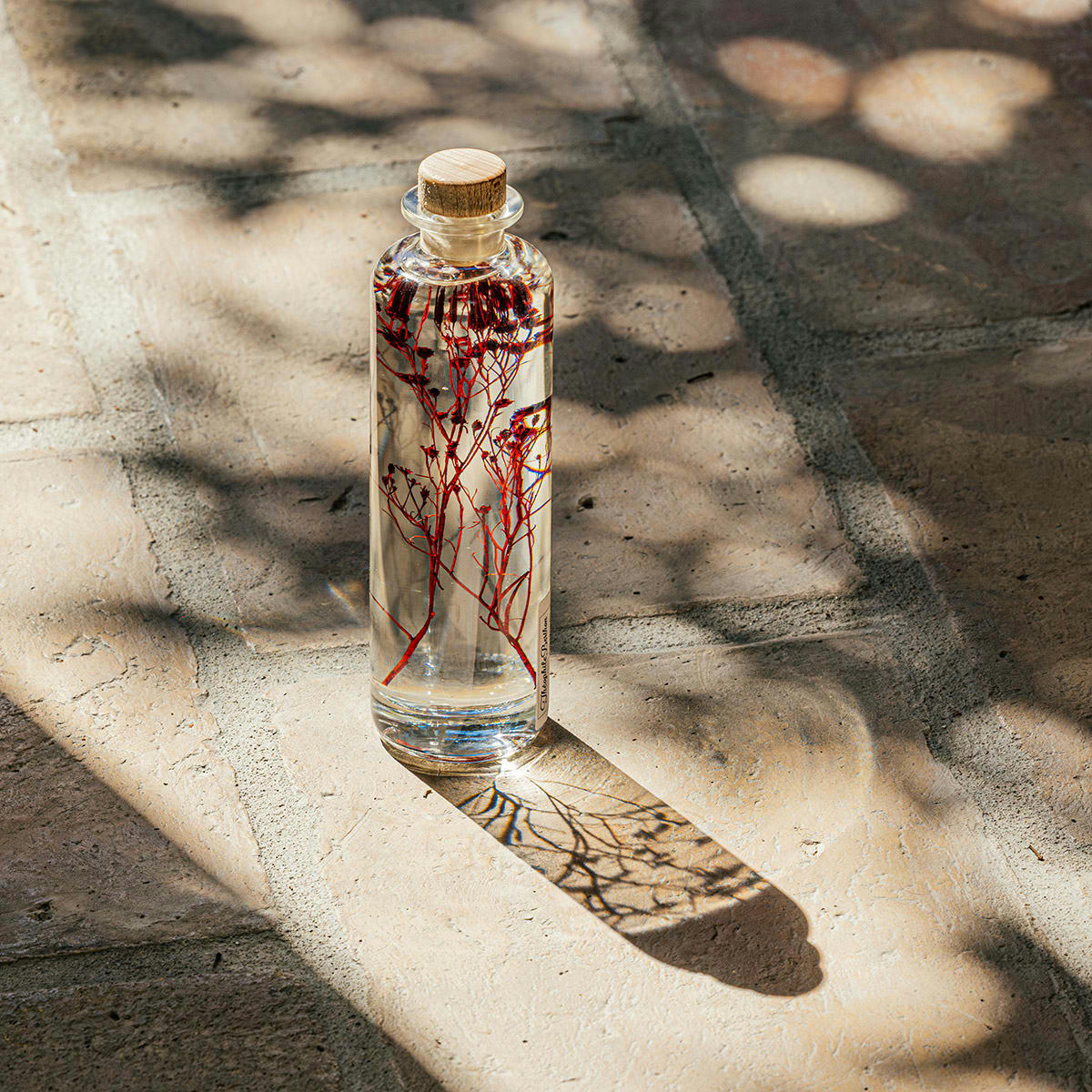 HERBARIUM DE THEOPHILE - Plante immergée Broom bloom rouge