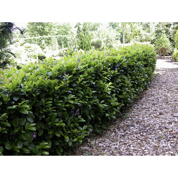 Kirschlorbeer, Prunus laurocerasus »Etna«, Blätter: dunkelgrün, Blüten: cremeweiß