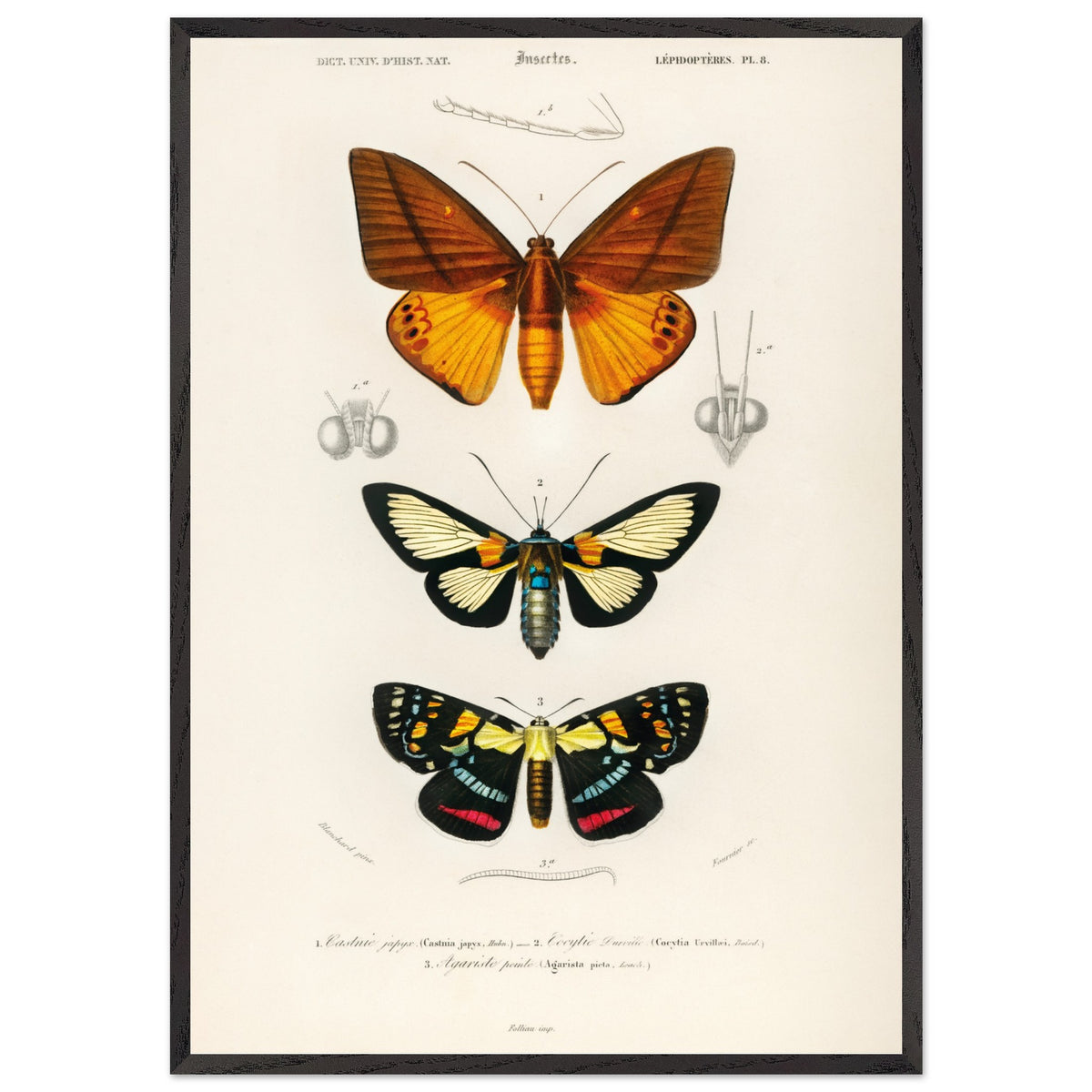 Artfulprints Poster met Lijst Charles Dessalines d'Orbigny - Collection of moths  - 70x100 cm - Oranje