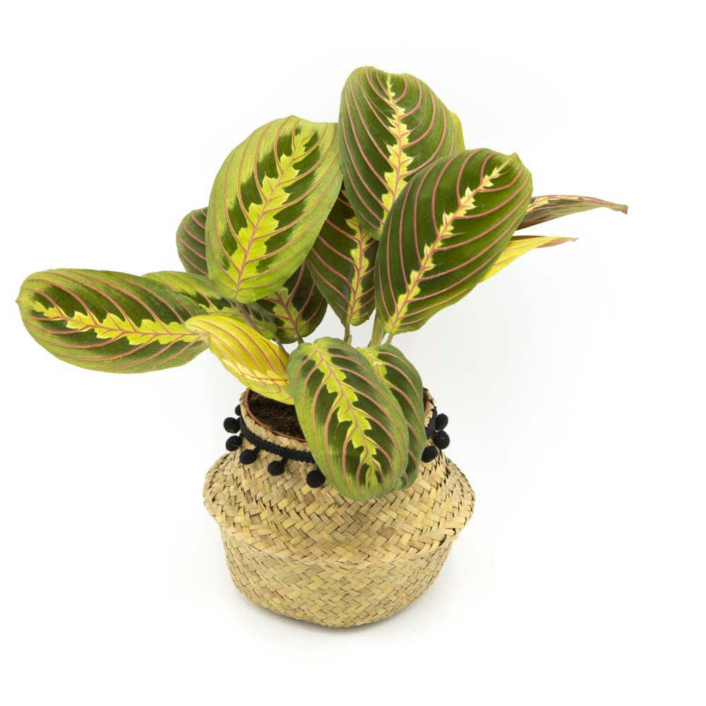 MARENTA - Plante prière avec cache-pot