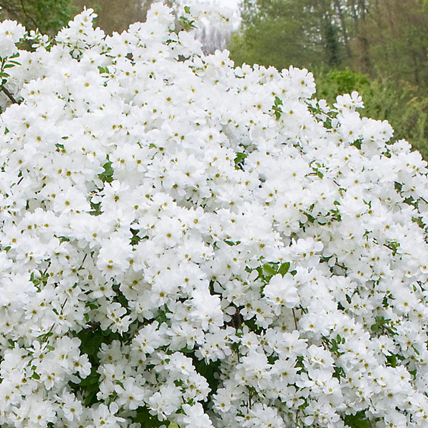 2 x Voiles de mariée 'The Bride' - Exochorda 'The Bride'- 50-60 cm pot