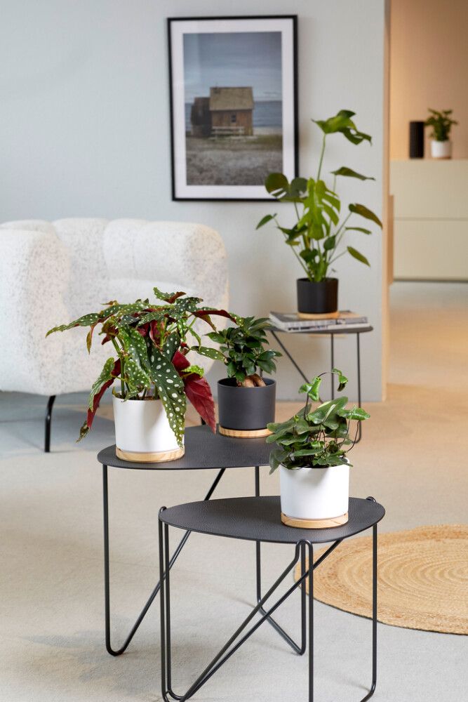 KRUKKE OSLO 22CM HVIT TRE