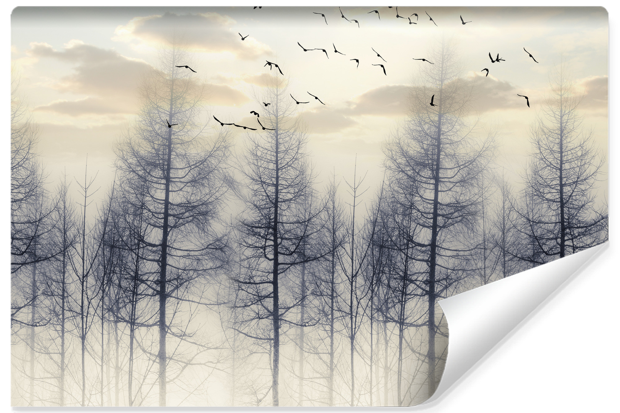 Fototapeta Las Spowity Mgłą O Wschodzie 90x60cm