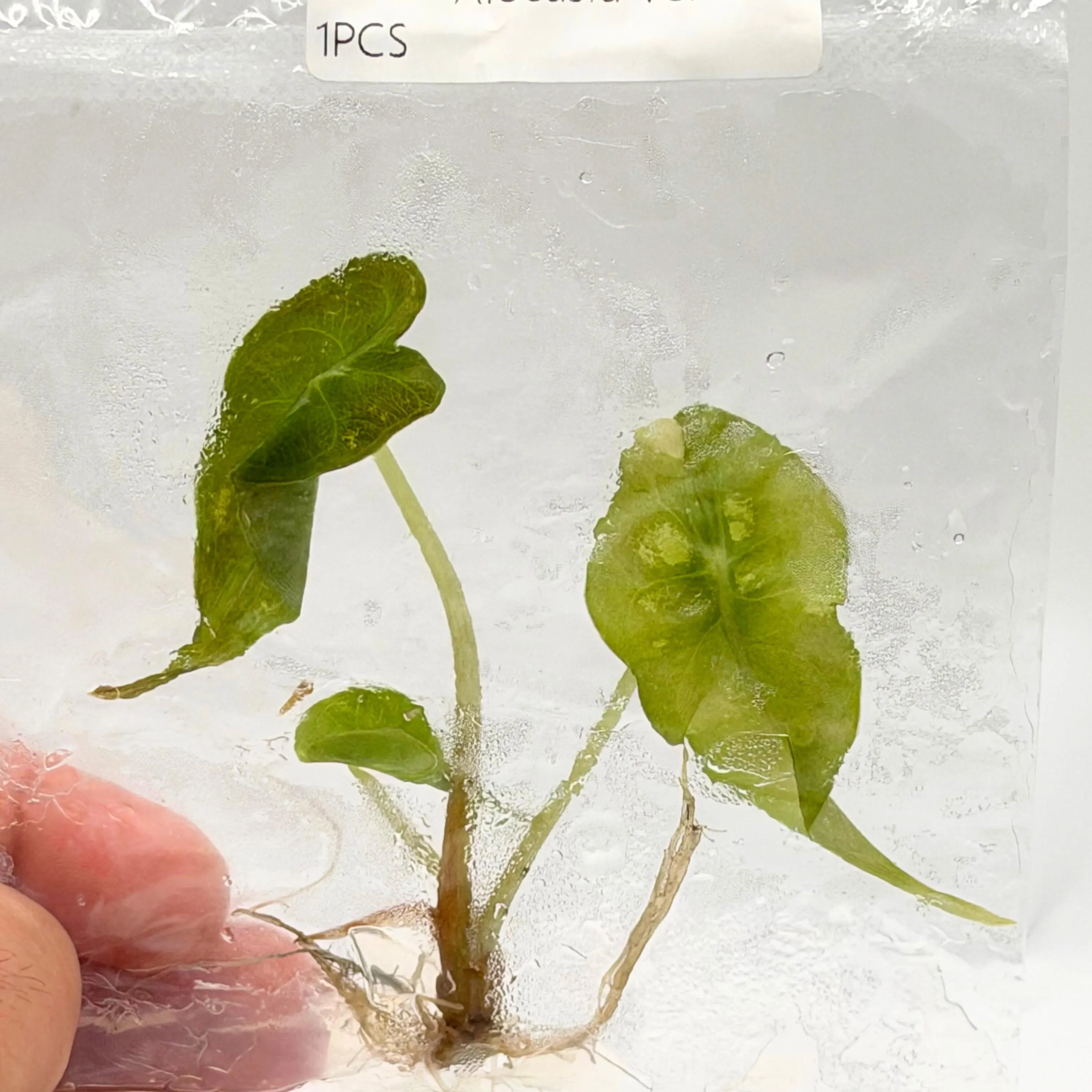 Alocasia Venom Live Plant | Alocasias Tissue Culture Roots | Indoor Tropical House Plants Gifts | Cutting Outdoor Houseplant Elephant Ears