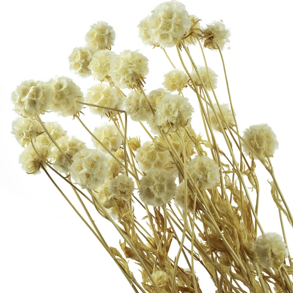 Trockenblumen »Skabiose Kugel«