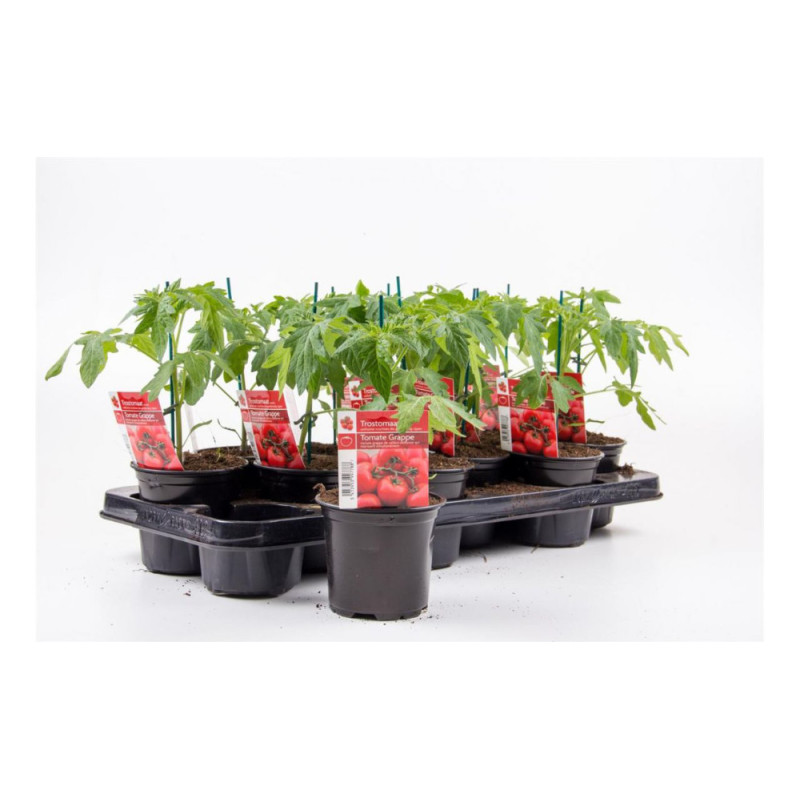 Plant de tomate grappe en pot