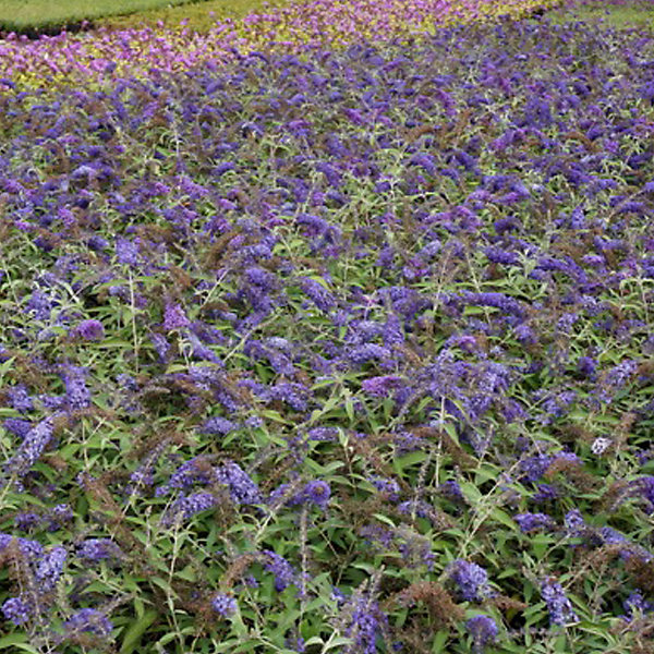2 x Arbre aux papillons - Buddleja davidii 'Adonis Blue'- 30-40 cm pot