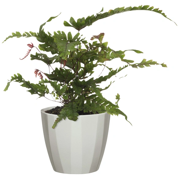 Übertopf »ELEGANCE«, Breite: 9,8 cm, grau, Keramik