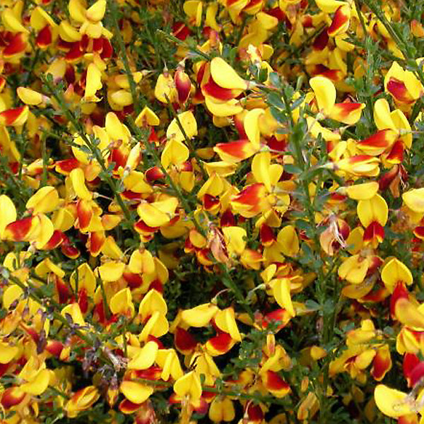 2 x Genêt 'Andreanus' - Cytisus 'Andreanus'- 40-60 cm pot