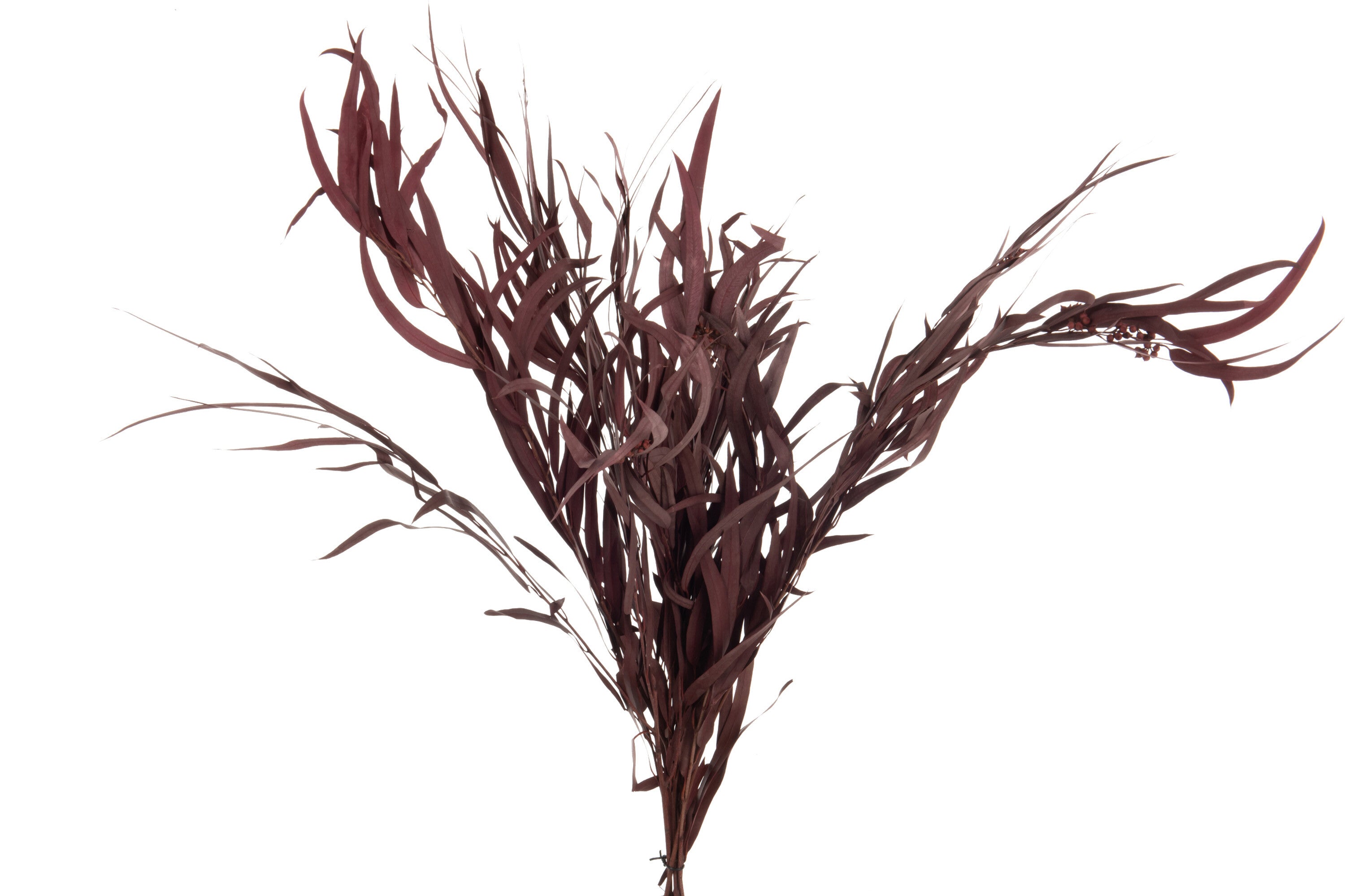 J-Line droogbloemen - Bundel Eucalyptus Wild - bordeaux