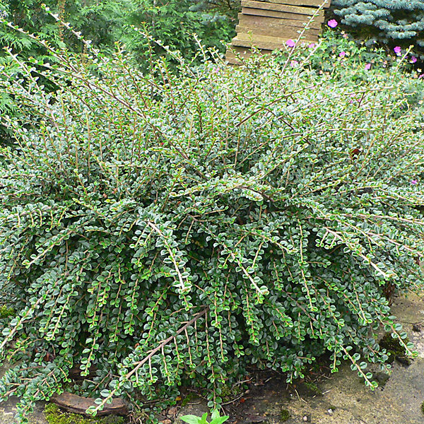 2 x Cotonéaster rampant - Cotoneaster horizontalis- 30-40 cm pot