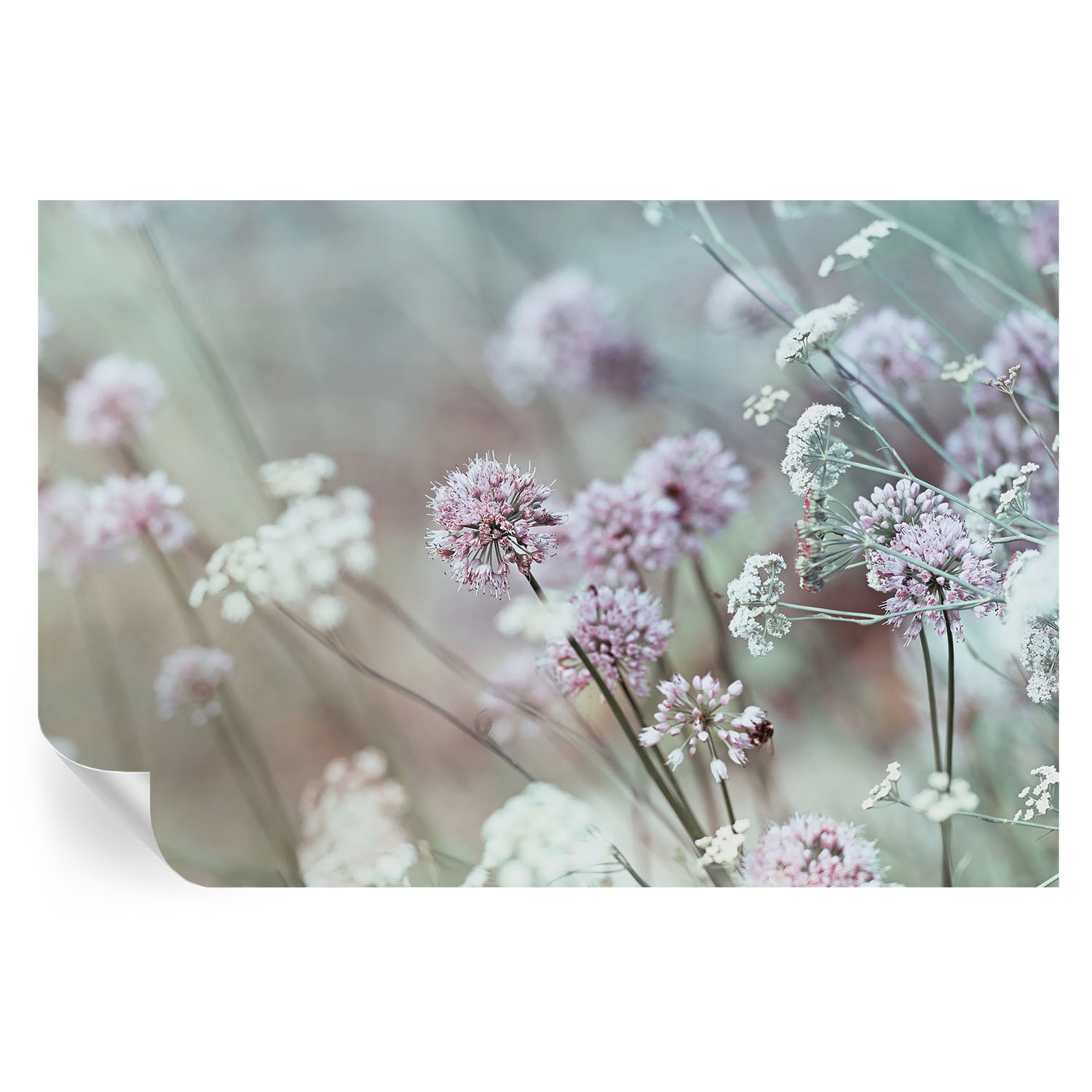 Tapeta samoprzylepna Polne kwiaty 104x70 Tulup
