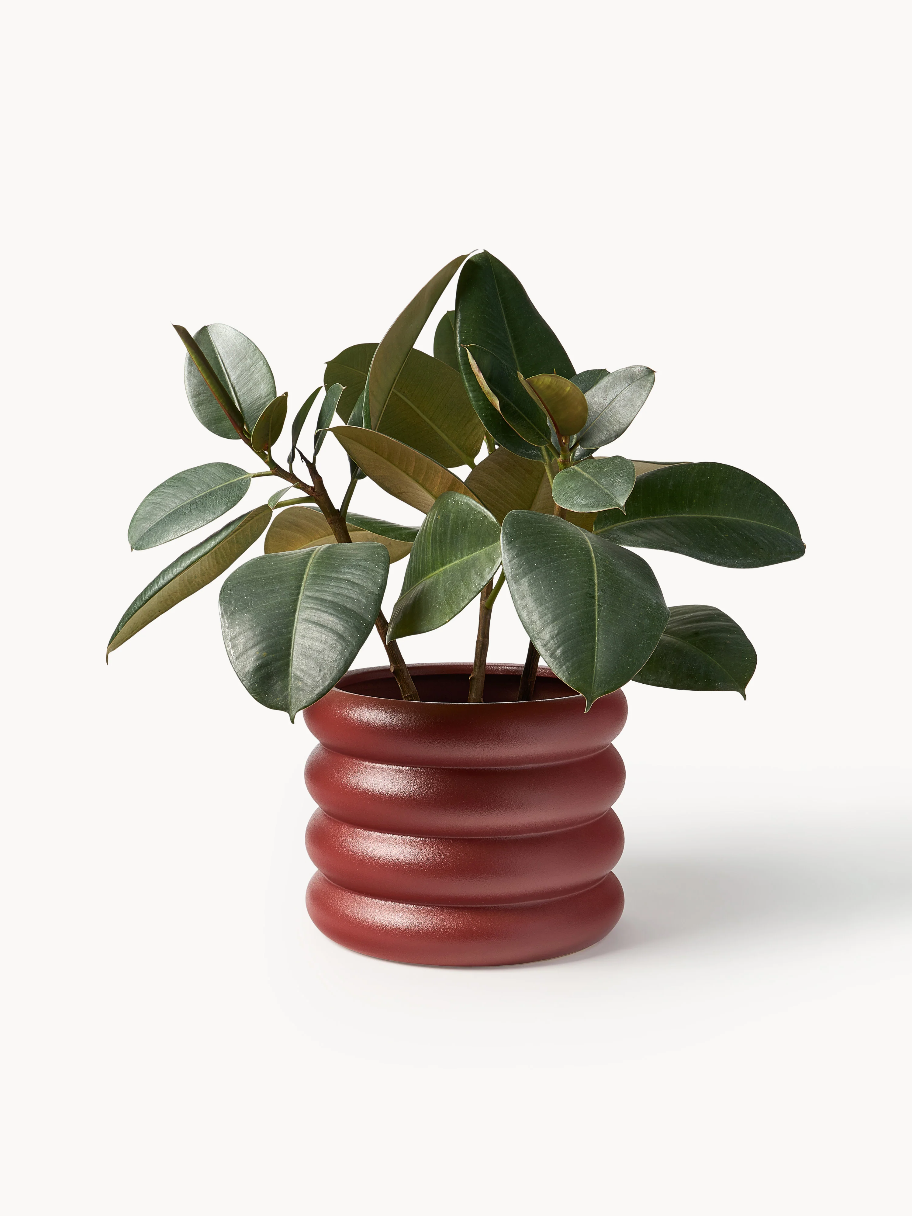 übertopf Rudi, H 30 cm
