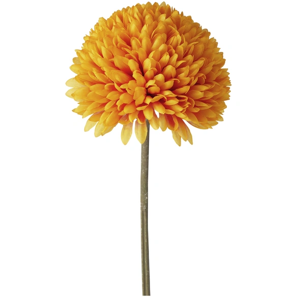 Stielblume »Allium«, Stielblume, bunt