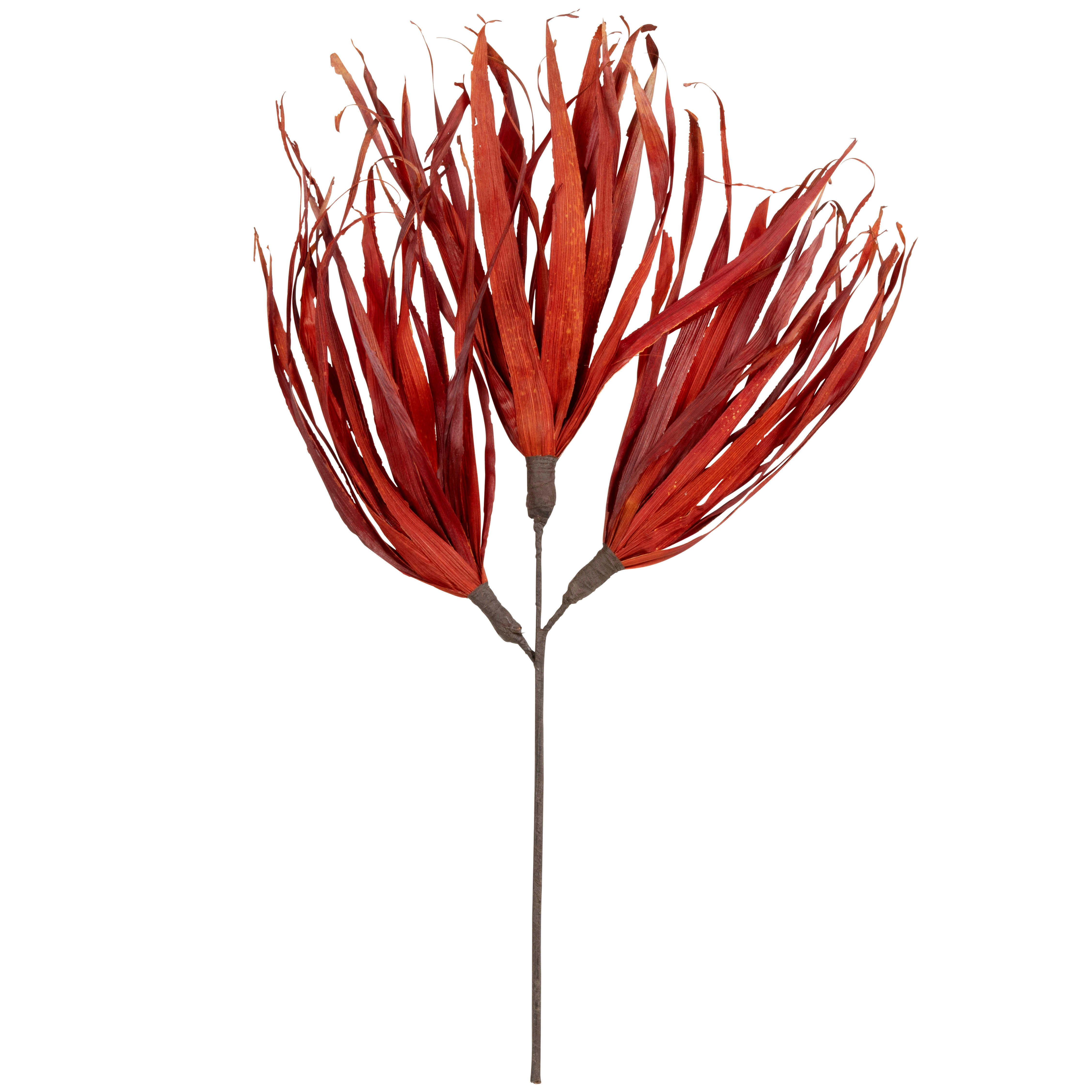 CIBOLA - Palmes séchées rouge brique