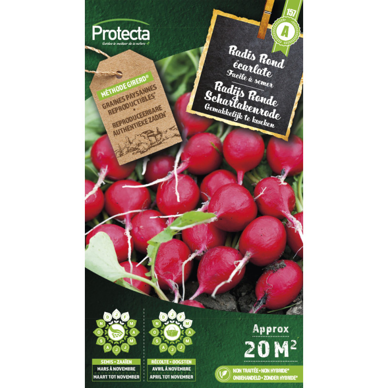 Semences de radis Rond écarlate PROTECTA