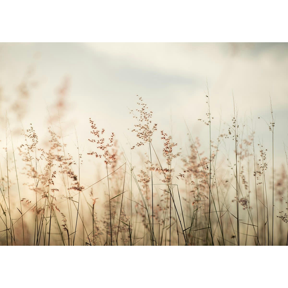 PAMPA - Papier peint panoramique en papier beige clair 384x270