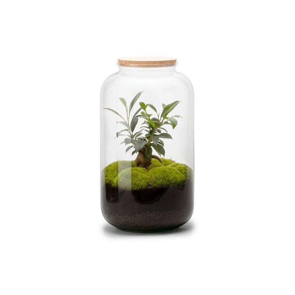 TERRA KIT - Kit terrarium plantes bonbonne m (23 x 41 cm)