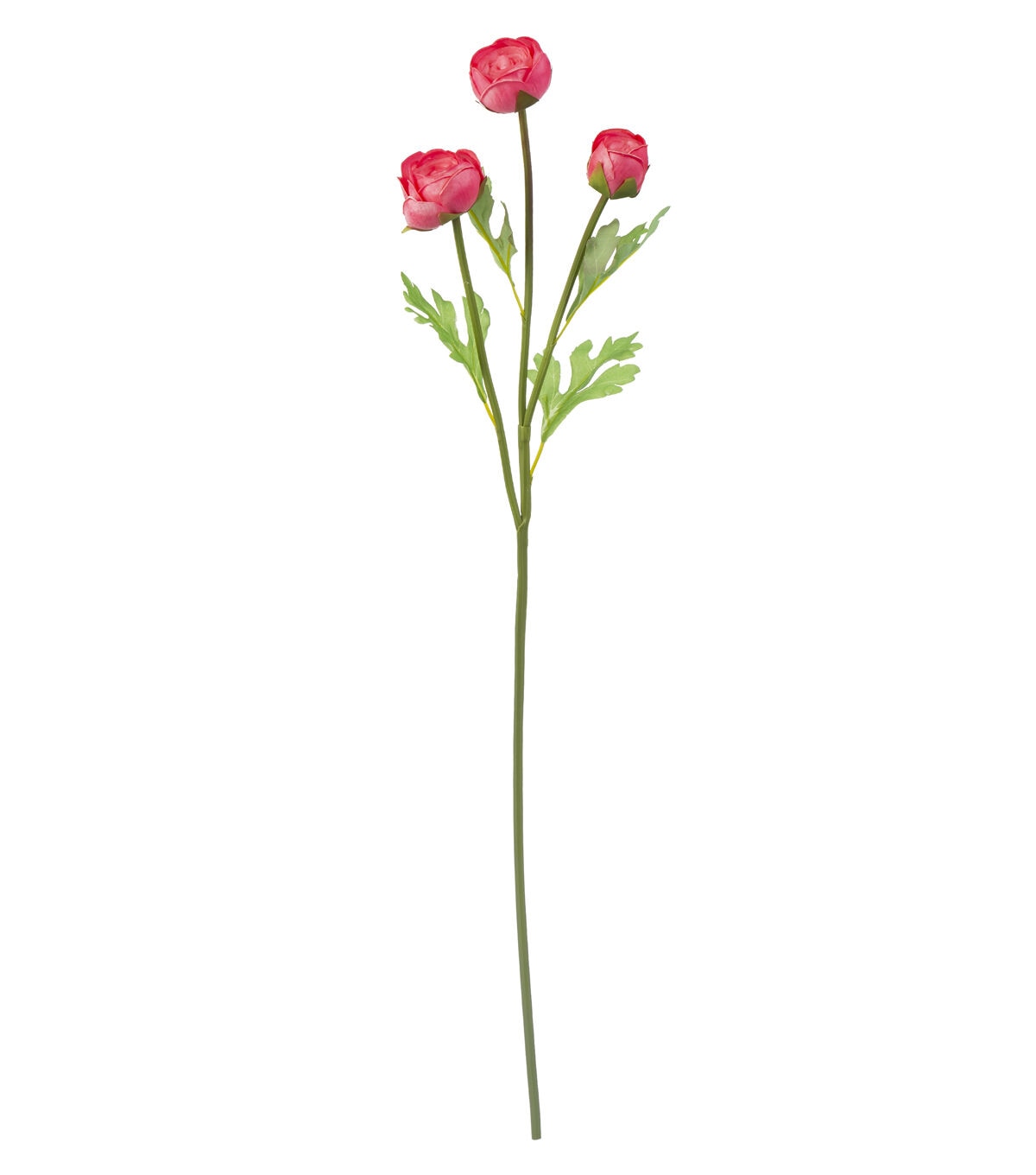 24.5 Pink Ranunculus Stem by Bloom Room