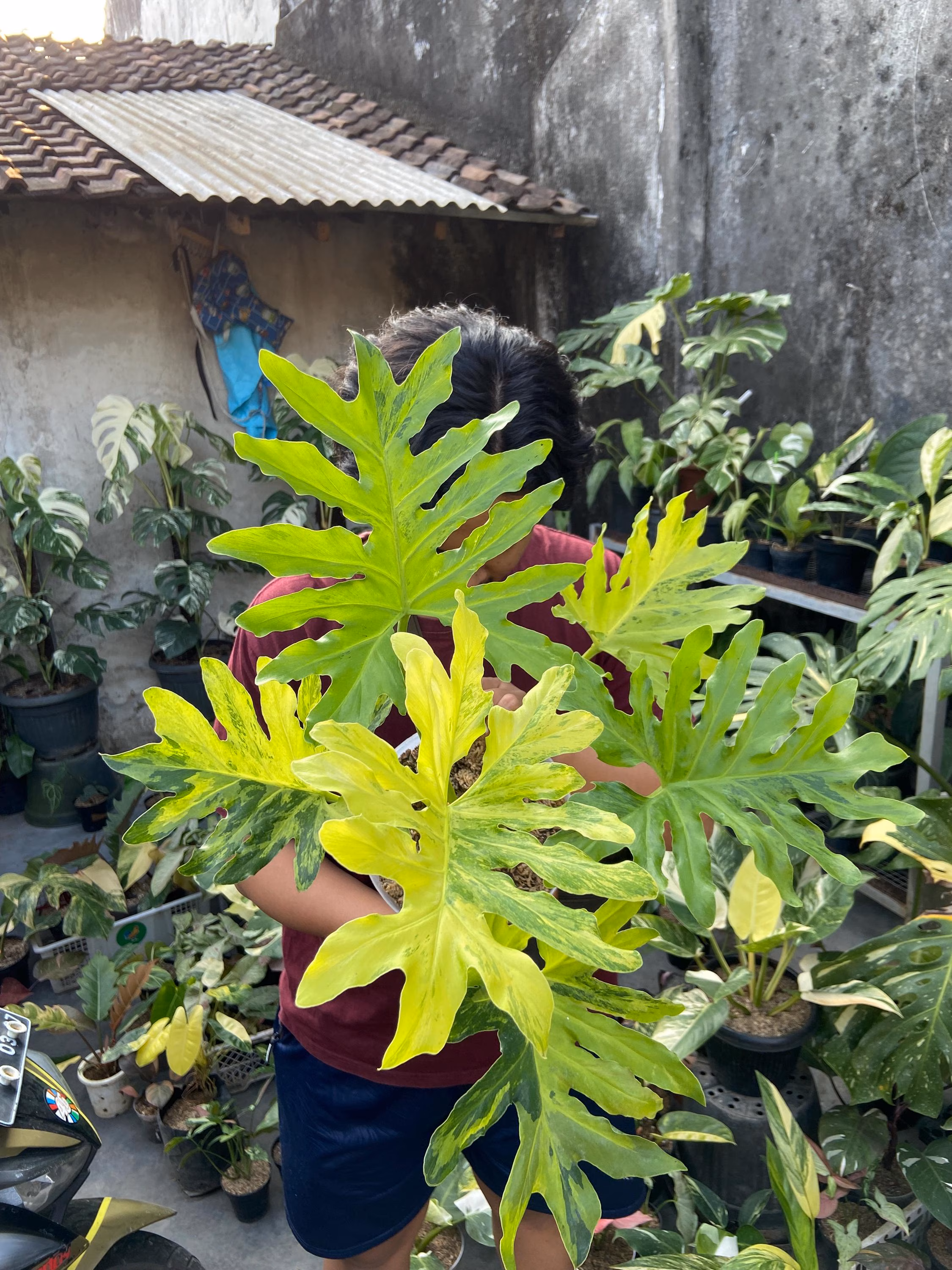 Thaumatophyllum Dragon Fire Variegated Very Large Pot Size Beauty Real Picture Plant