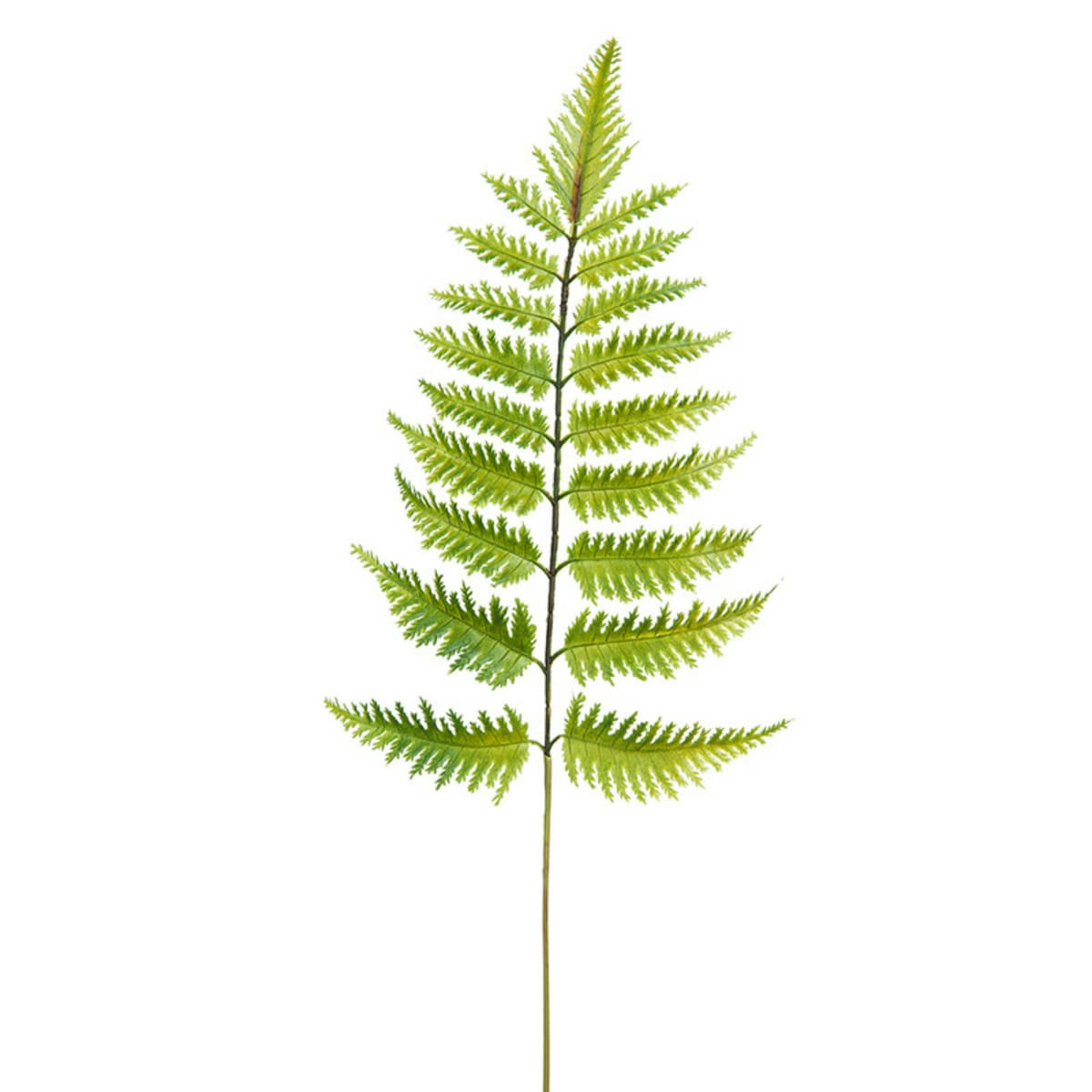 - Tige de fougère H55