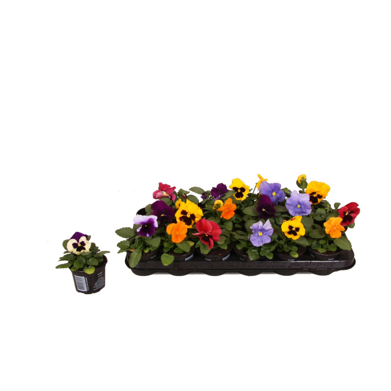 Pensée Viola en pot