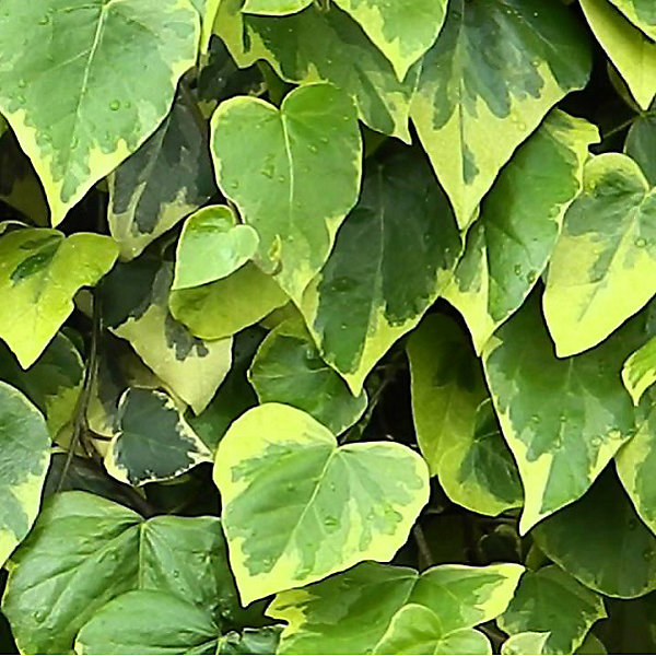 2 x Lierres de colchide 'Sulphur Heart' - Hedera colchica 'Sulphur Heart'- 50-60 cm pot