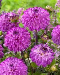 Bulbs Are Easy Summer Patio Collection Outdoor Garden Flowering Bulbs