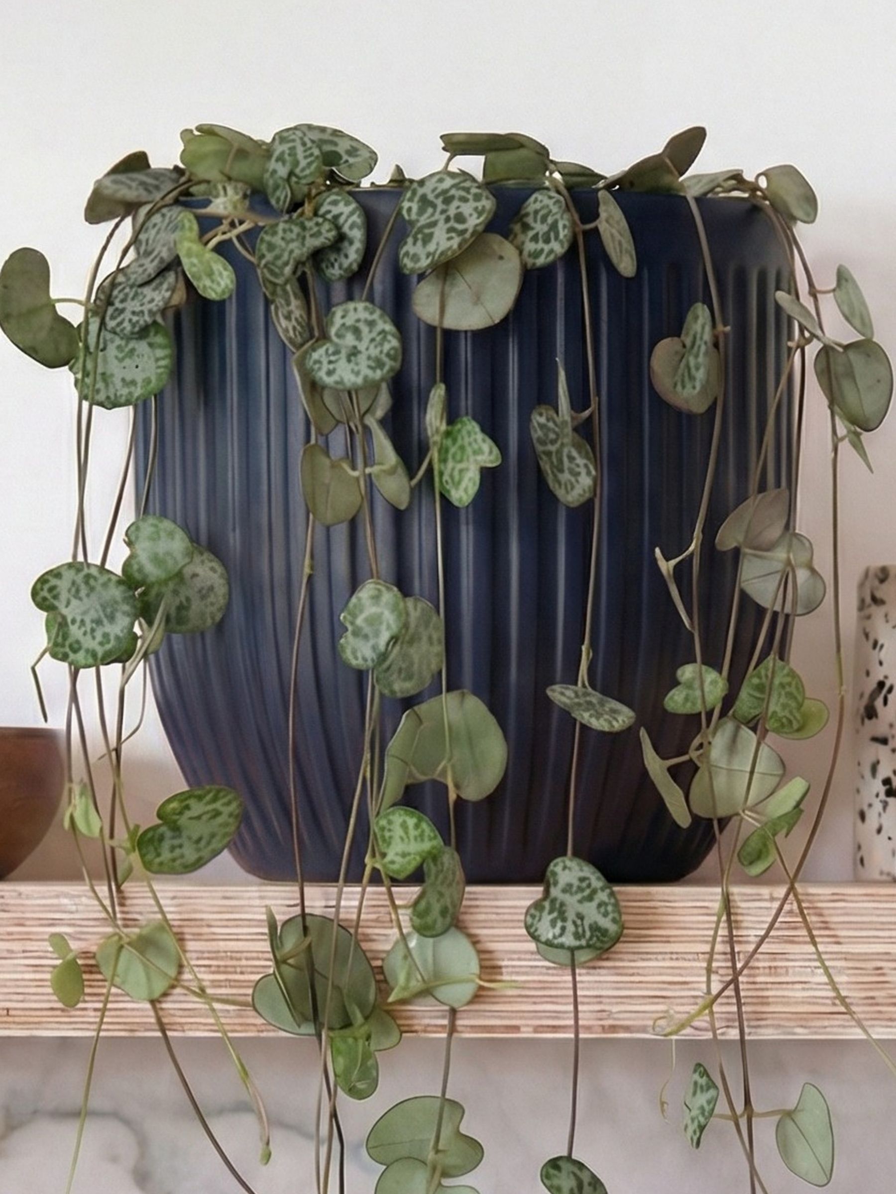 Beards & Daisies Navy Real String of Hearts Plant in Ribbed Pot