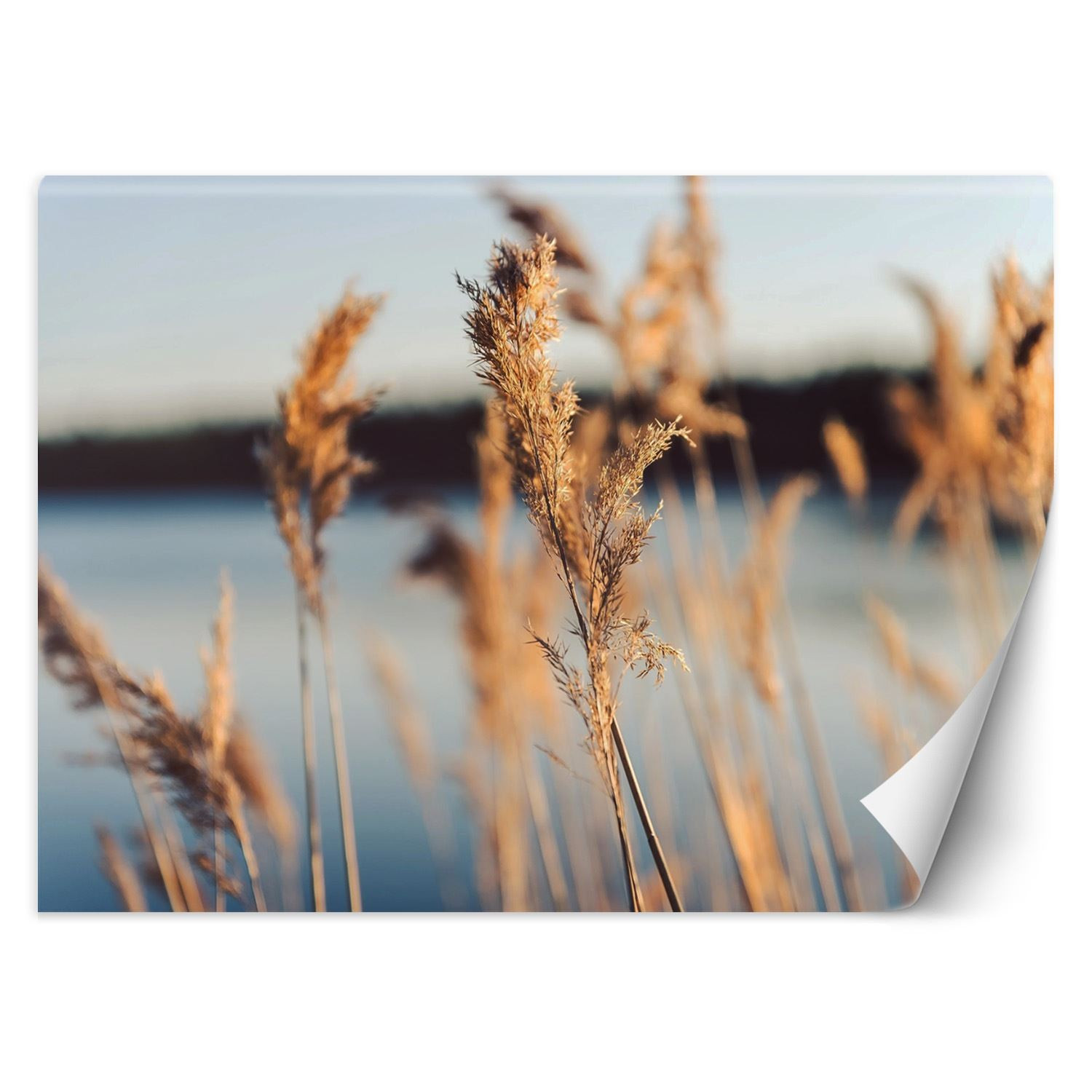 Feeby Fototapeta, Trawa pampasowa na tle jeziora 150x105