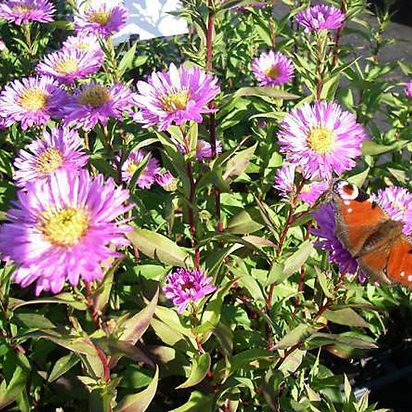 6 x Aster grand d'automne - Aster novi belgii 'Sarah Ballard'- godet 9cm x 9cm