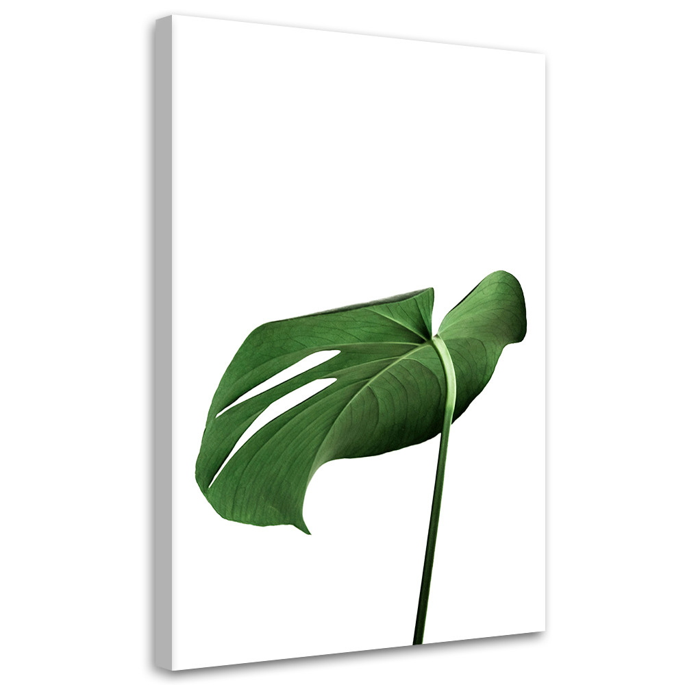 Feeby Obraz na płótnie, Monstera liść roślina 40x60