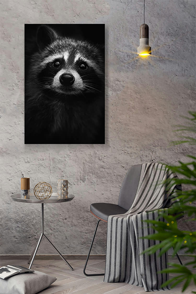 REGARD RATON - Photographie d'art de Guillaume Mordacq 40x60 cm sur alu