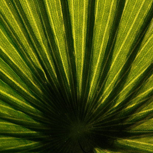 Palmier artificiel H180 cm - Atmosphera