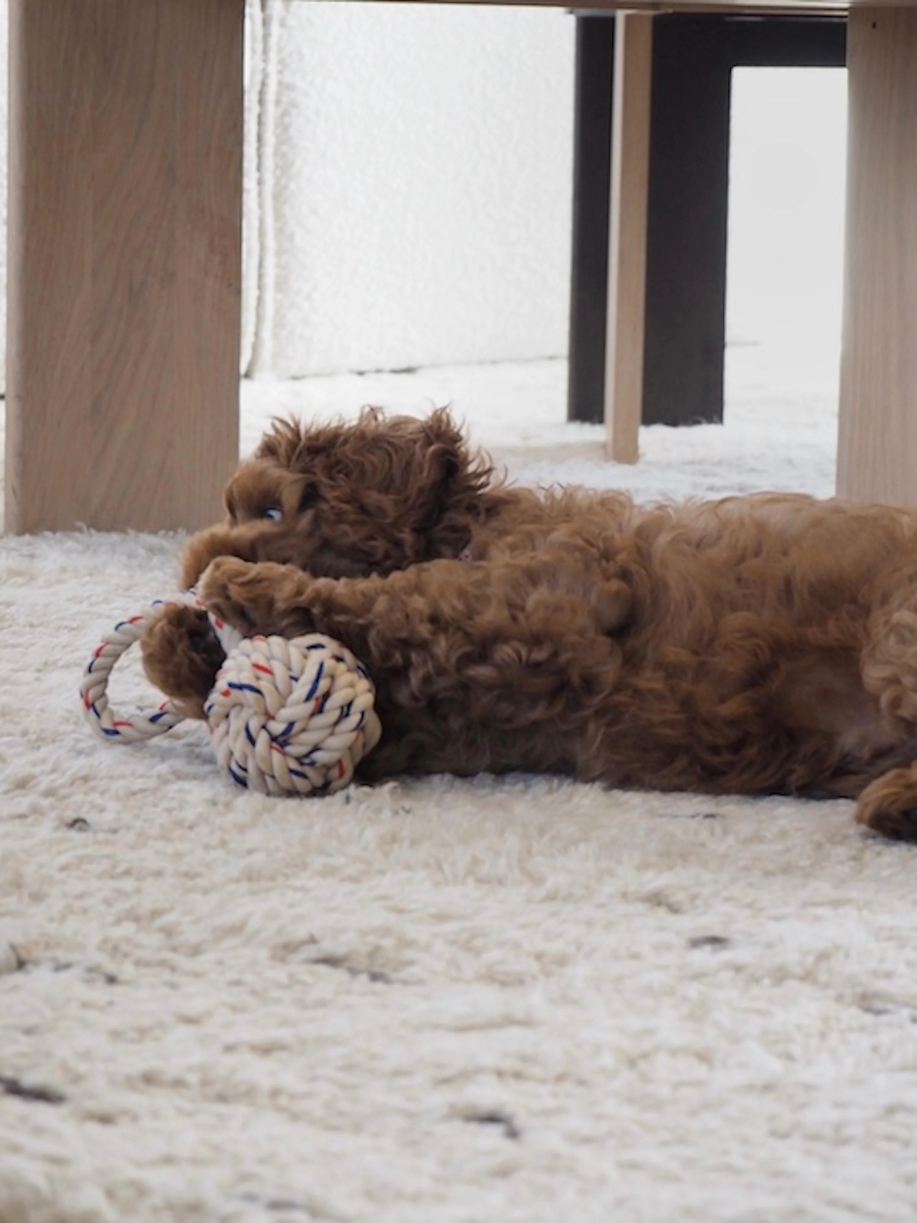Hundespielzeug Otto