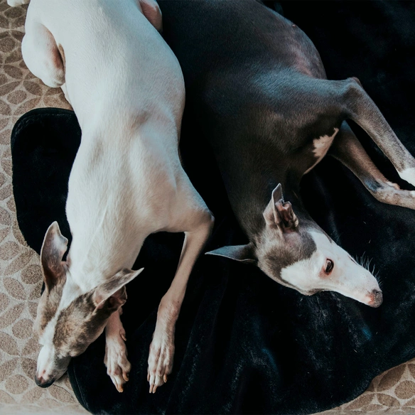 Hunde-Decke, BxL: 70 x 100 cm, schwarz