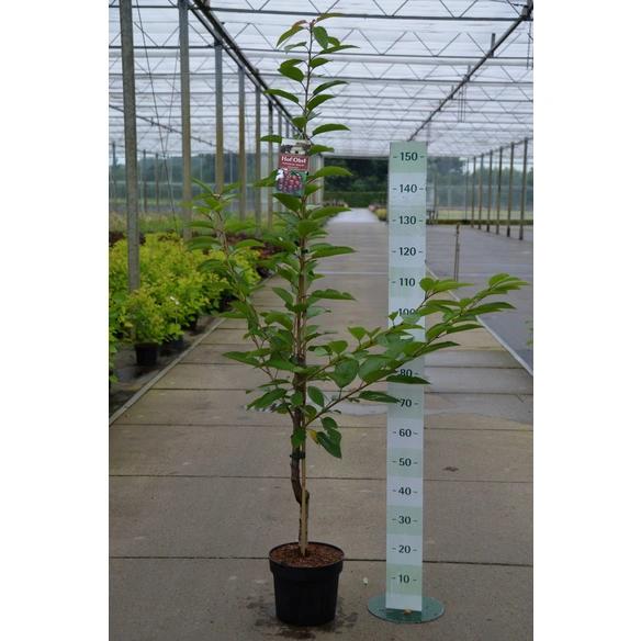 Süßkirsche, Prunus avium »Regina«, Früchte: süß