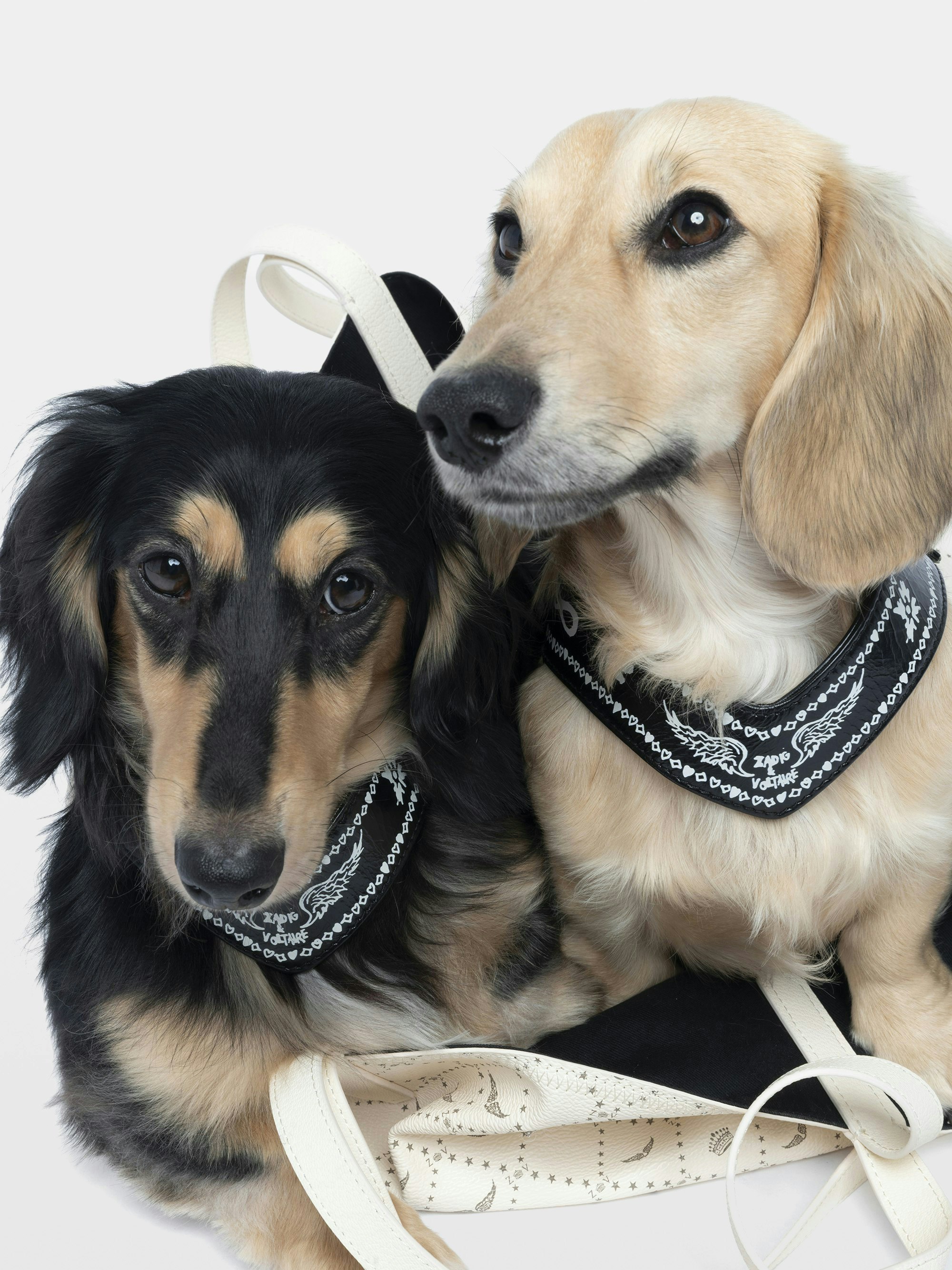 Harnais Zadog