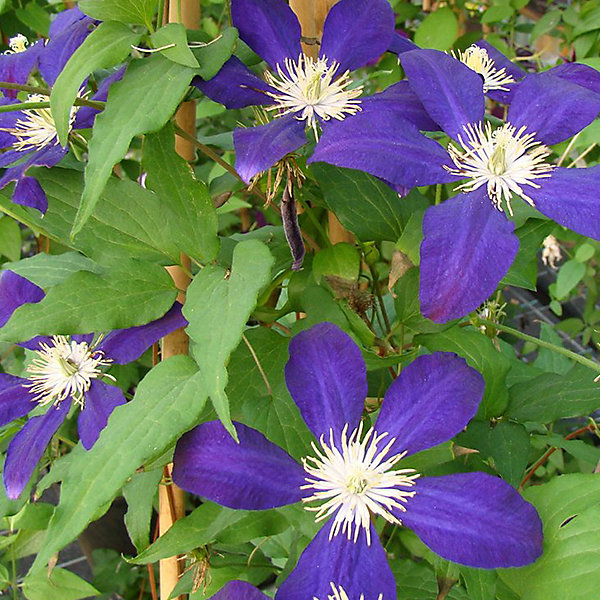 2 x Clématite 'The Vagabond' - Clematis 'The Vagabond'- 50-60 cm pot