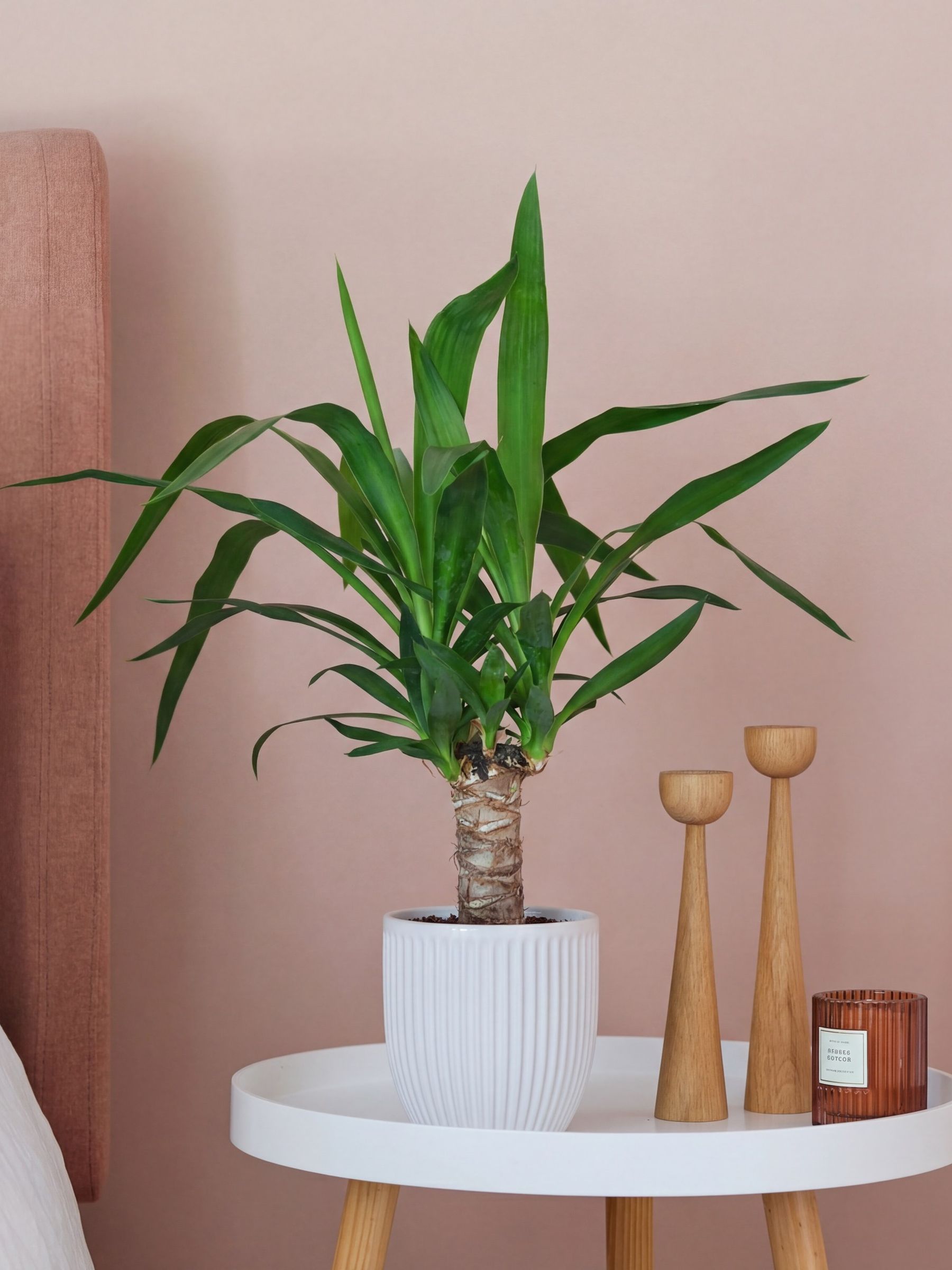 Beards & Daisies White Real Yucca Plant in Ribbed Pot