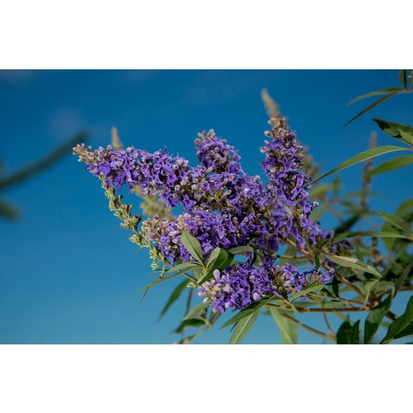 Ziergehölz »Mönchspfeffer Delta Blues«, blauviolett