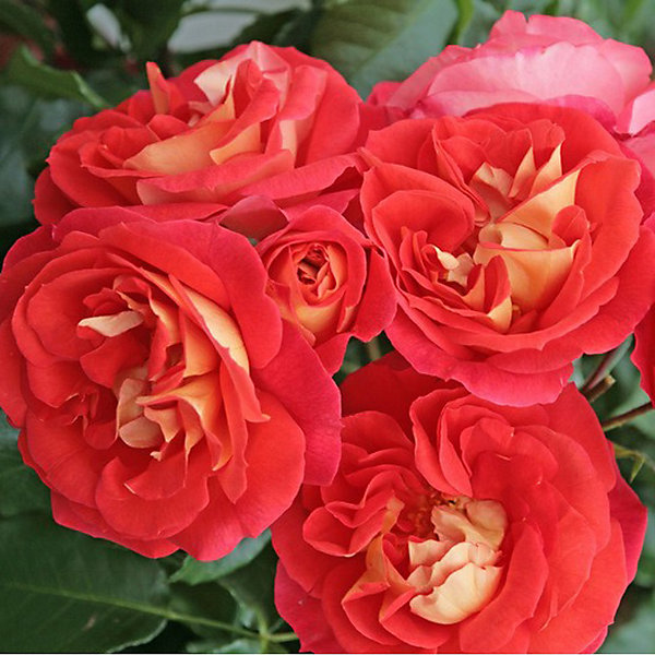 2 x Kordes Rose des fées - Rosa 'Gebr&uuml;der Grimm'