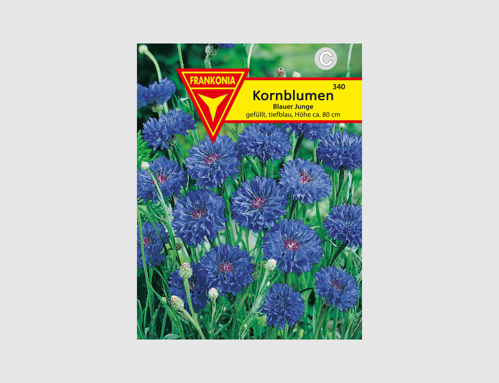 Kornblume Blauer Junge