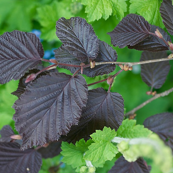 2 x Noisetier pourpre - Corylus maxima 'Purpurea'- 60-80 cm pot