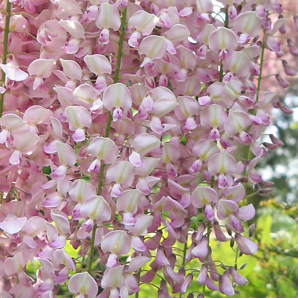 2 x Glycine du Japon 'Rosea' - Wisteria floribunda 'Honbeni' - 'Rosea'- 50-60 cm pot