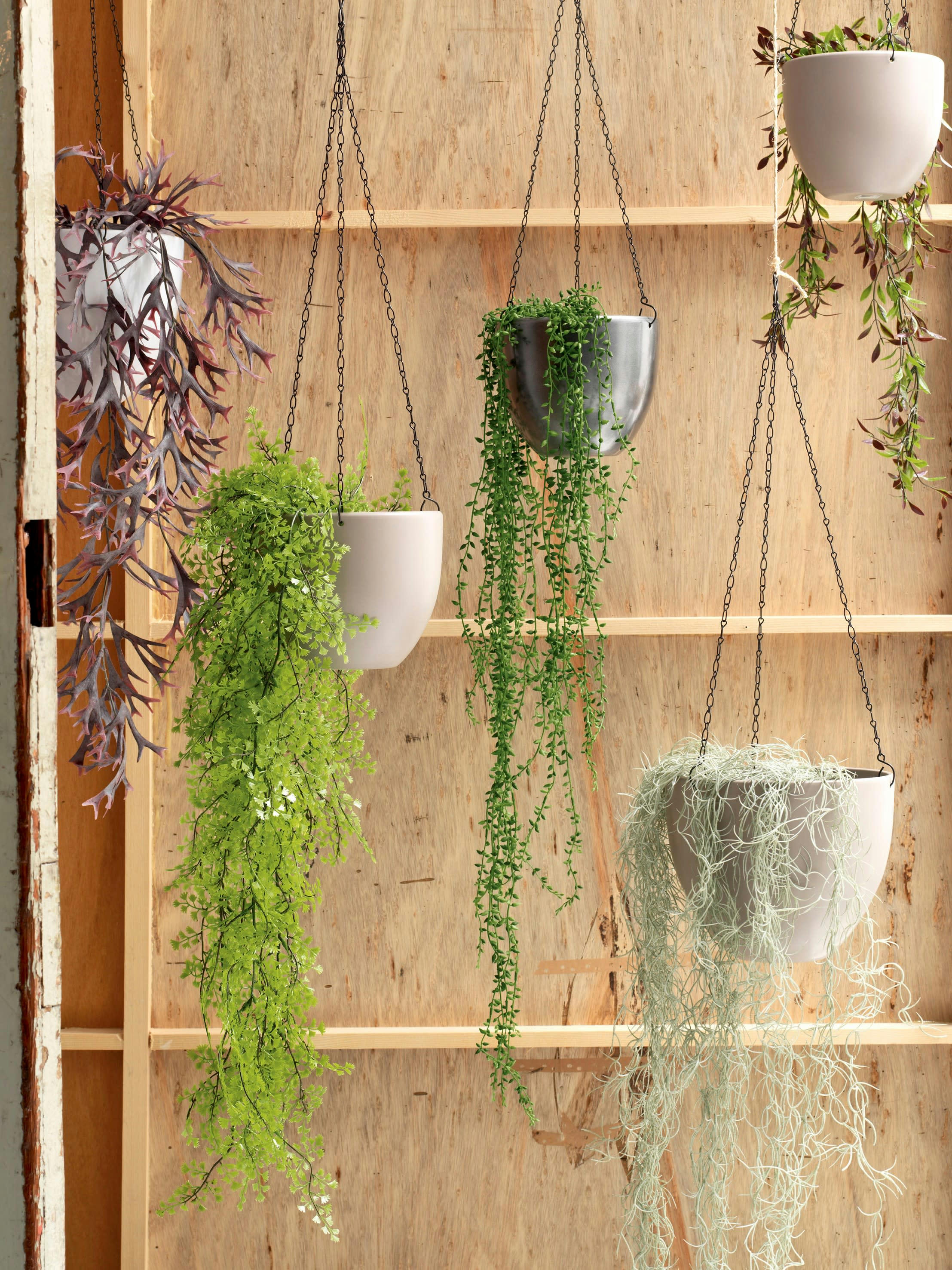 DAISY - Cyprès suspendue artificielle H95