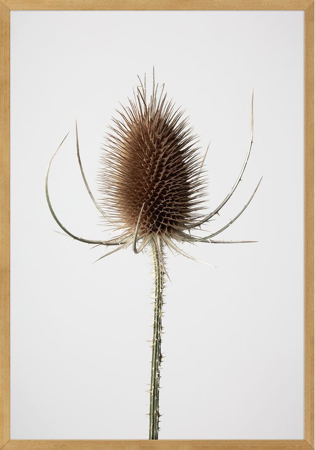 QUADRO JOIA NATURAL III 35 CM X 50 CM